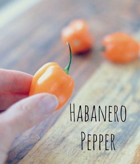 Habanero Pepper