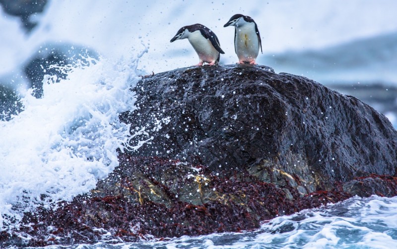 Antarctica -- VRAI Magazine