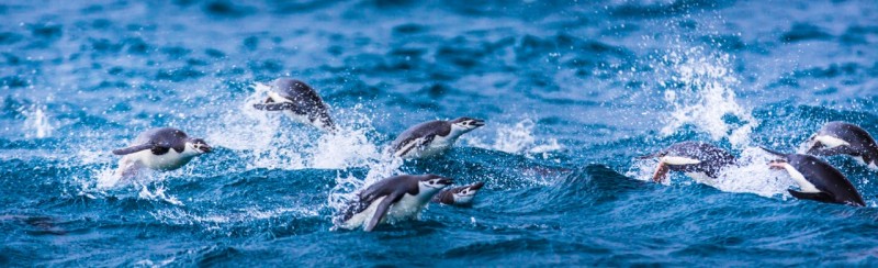 Antarctica Penguins -- VRAI Magazine