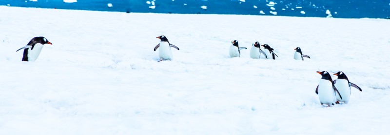 Antarctica -- VRAI Magazine